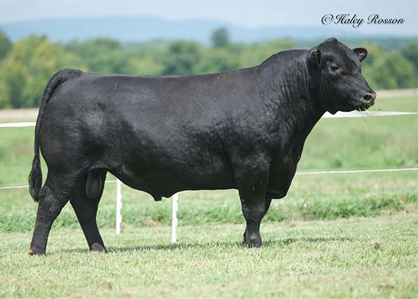 Quaker Hill Farm | Sires