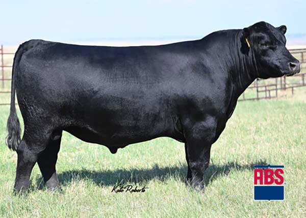 【超目玉枠】 Hill Quaker Farm Sires | サーフィン・ボディボード