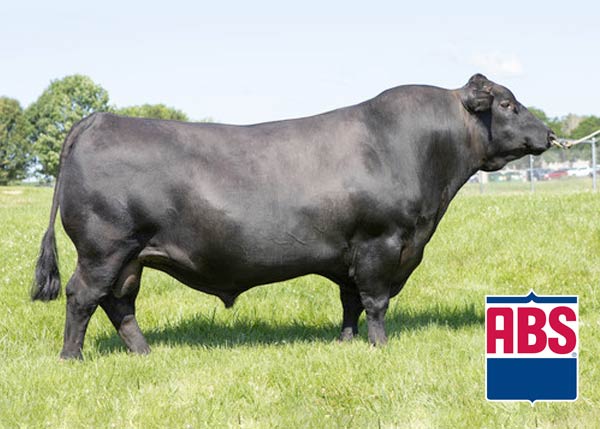Quaker Hill Farm | Sires