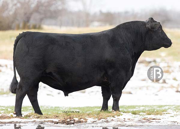 好きに Quaker Sires | Farm Hill バッグ